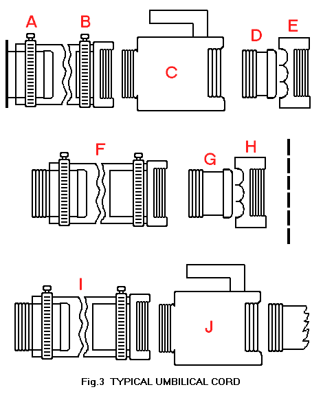 Fig. 3  Typical Umbilical Cord